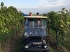 Golf car enjoyment tour through the wineyards of Jois with small wine tasting